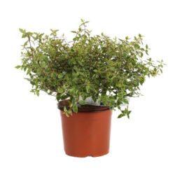 abelia grandiflora sunshine daydream 2