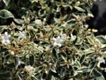 abelia grandiflora variegata