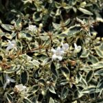 abelia grandiflora variegata