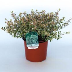 abelia grandiflora variegata 2