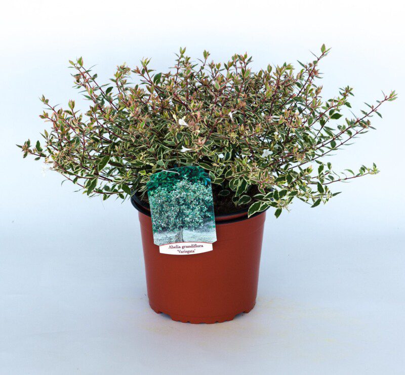abelia grandiflora variegata 2