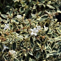 abelia grandiflora variegata