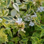 abelia grandiflora variegata aurea
