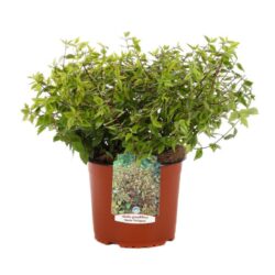 abelia grandiflora variegata aurea 2
