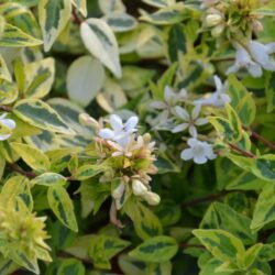 abelia grandiflora variegata aurea