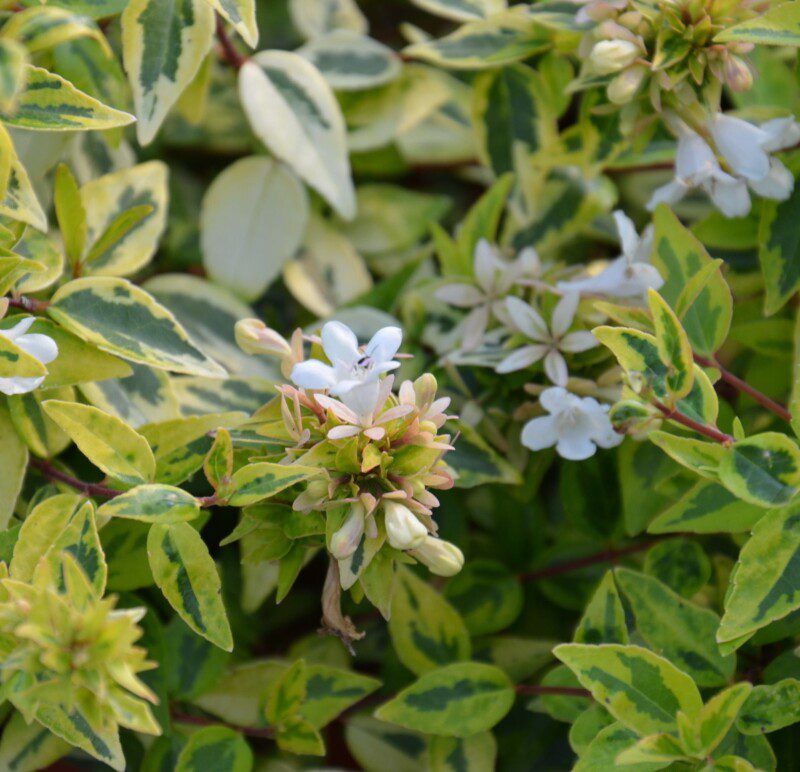abelia grandiflora variegata aurea abelia grandiflora variegata aurea