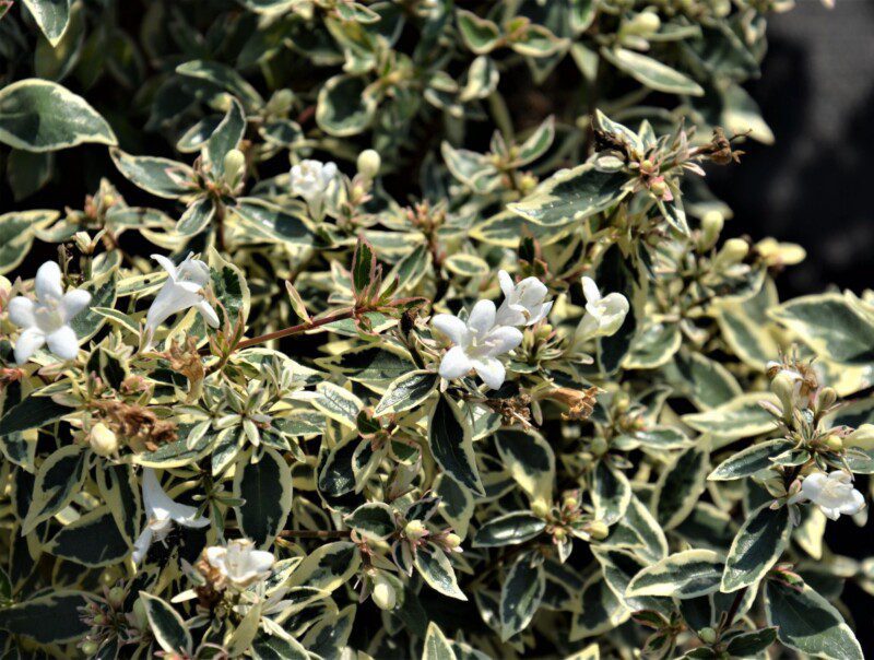 abelia grandiflora variegata