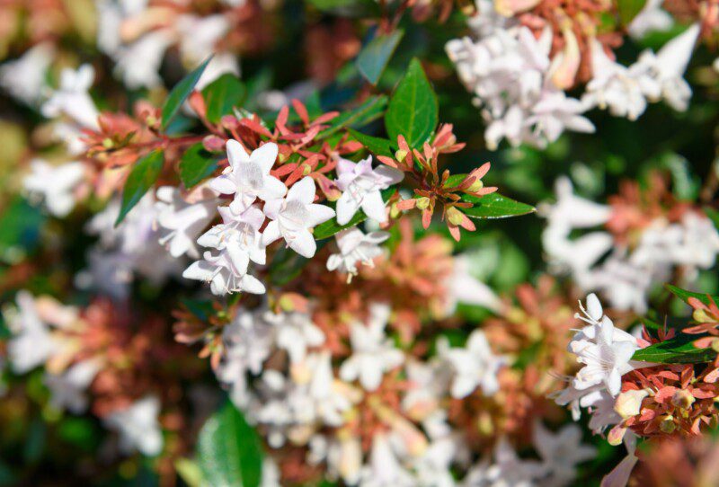 abelia grandiflora abelia grandiflora