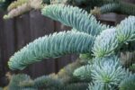 abies inversa glauca