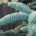 abies inversa glauca