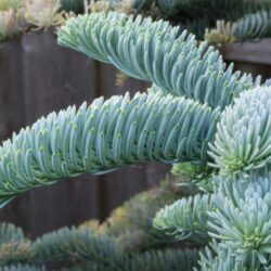 abies inversa glauca
