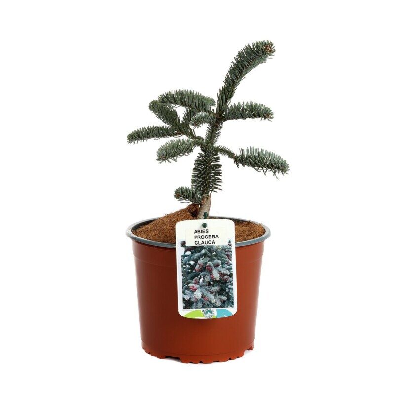 abies inversa glauca 3
