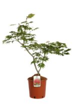acer japonicum aconitifollium 1