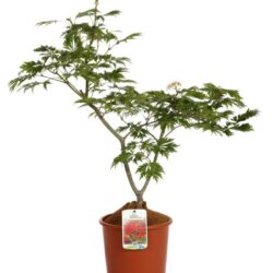acer japonicum aconitifollium 1