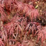 acer japonicum aconitifollium 4