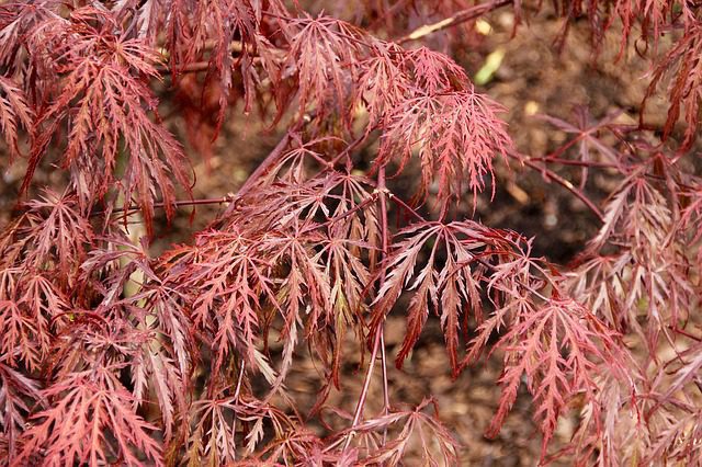 acer japonicum aconitifollium 4 acer japonicum aconitifollium 4