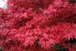 acer palmatum atroporpureo fg1