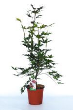 acer palmatum atroporpureo fg2