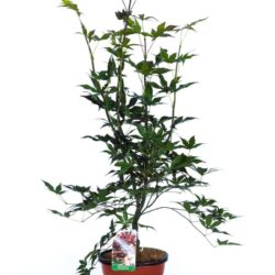 acer palmatum atroporpureo fg2