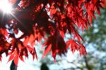 acer palmatum atroporpureo fg3