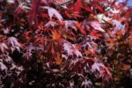 acer palmatum bloodgood acero palmato