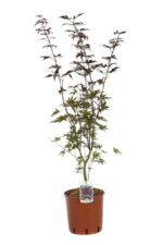 acer palmatum bloodgood acero palmato 2