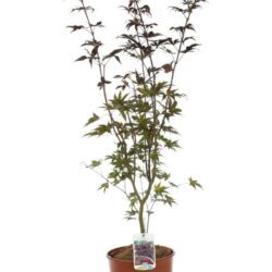 acer palmatum bloodgood acero palmato 2