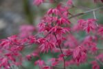 acer palmatum corallinum acero palmato