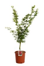 acer palmatum corallinum acero palmato 2