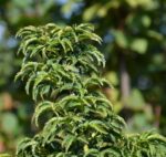 acer palmatum crispifollium acero palmato