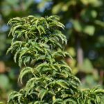 acer palmatum crispifollium acero palmato