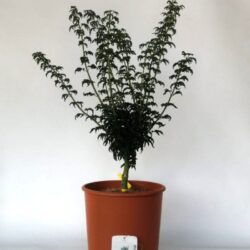 acer palmatum crispifollium acero palmato 2