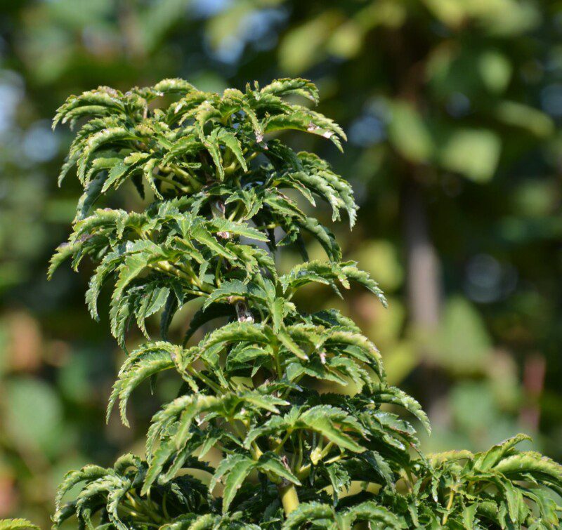 acer palmatum crispifollium acero palmato acer palmatum crispifollium acero palmato