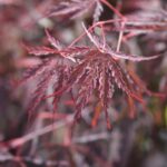 acer palmatum dissectum garnet acero