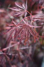 acer palmatum dissectum garnet acero