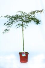 acer palmatum dissectum garnet acero 2