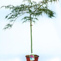 acer palmatum dissectum garnet acero 2