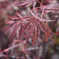 acer palmatum dissectum garnet acero
