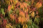 acer palmatum dissectum inabe shidare acero