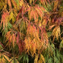 acer palmatum dissectum inabe shidare acero