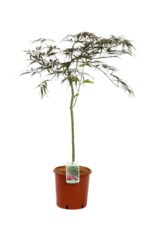 acer palmatum dissectum inabe shidare acero 4