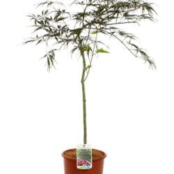 acer palmatum dissectum inabe shidare acero 4