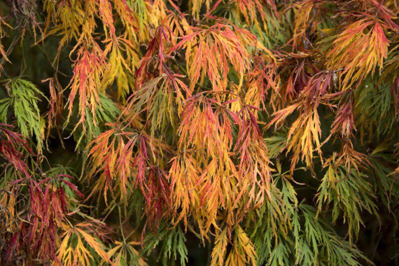 acer palmatum dissectum inabe shidare acero acer palmatum dissectum inabe shidare acero