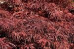 acer palmatum dissectum nigrum acero