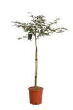 acer palmatum dissectum nigrum acero 2