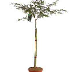 acer palmatum dissectum nigrum acero 2