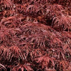 acer palmatum dissectum nigrum acero