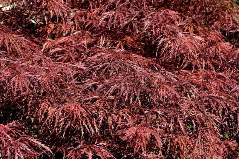 acer palmatum dissectum nigrum acero acer palmatum dissectum nigrum acero