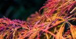 acer palmatum dissectum ornatum acero