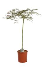 acer palmatum dissectum ornatum acero 2